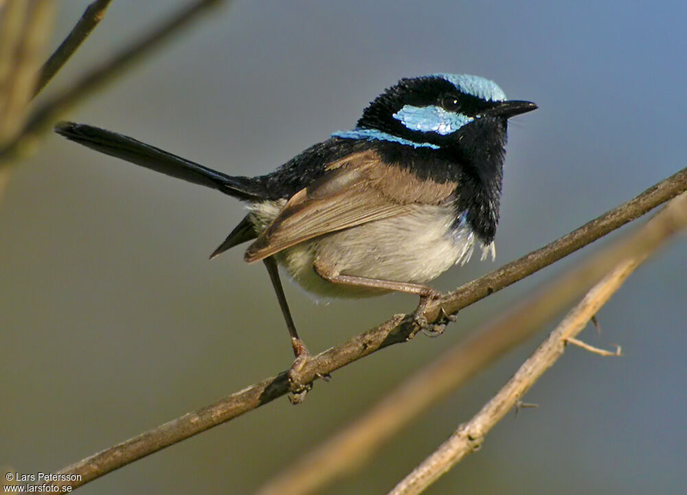 Superb Fairywren