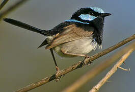 Superb Fairywren