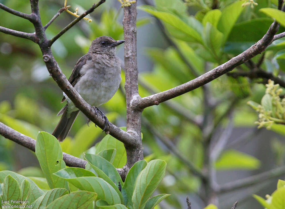 Black-billed Thrushadult, habitat, pigmentation