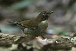 White-necked Thrush