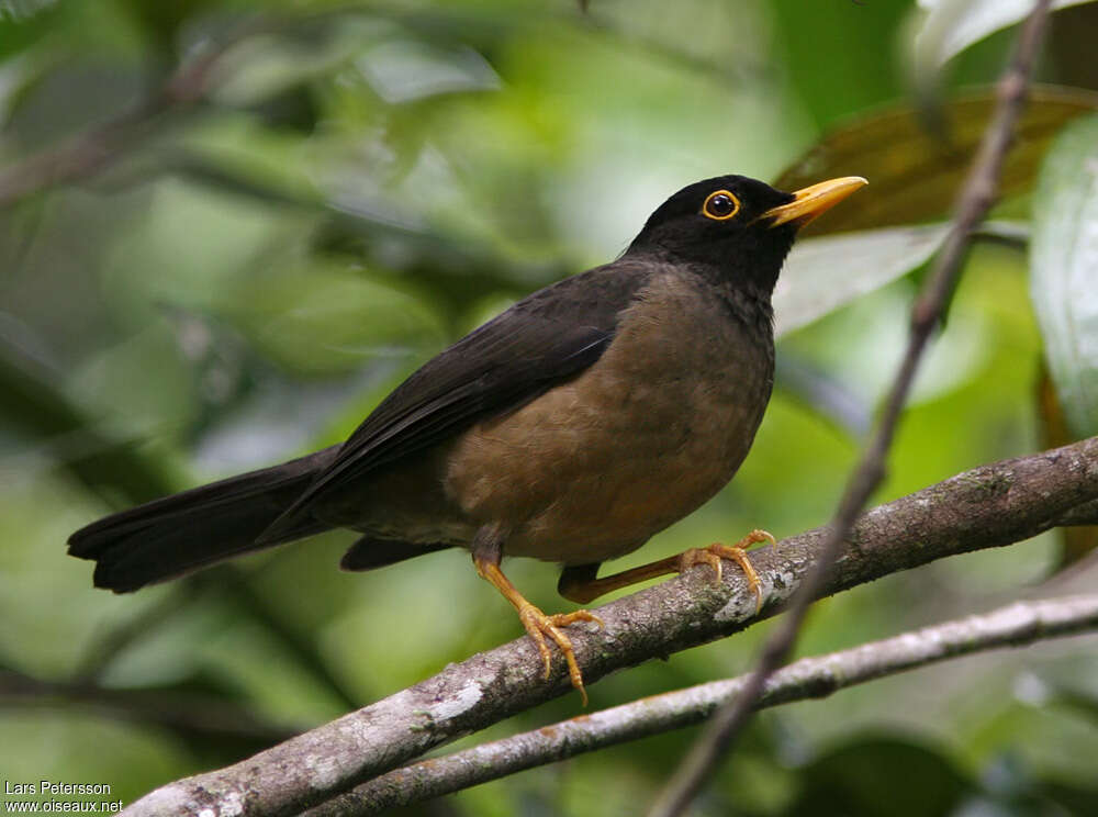 Black-hooded Thrush male adult, identification