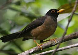 Black-hooded Thrush