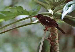 White-chinned Thrush