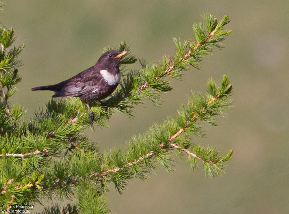 Ring Ouzel