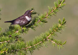 Ring Ouzel