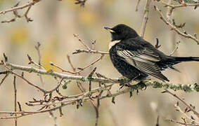 Ring Ouzel