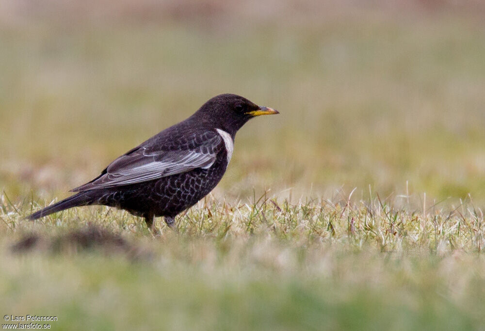 Ring Ouzel