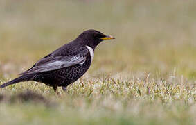 Ring Ouzel