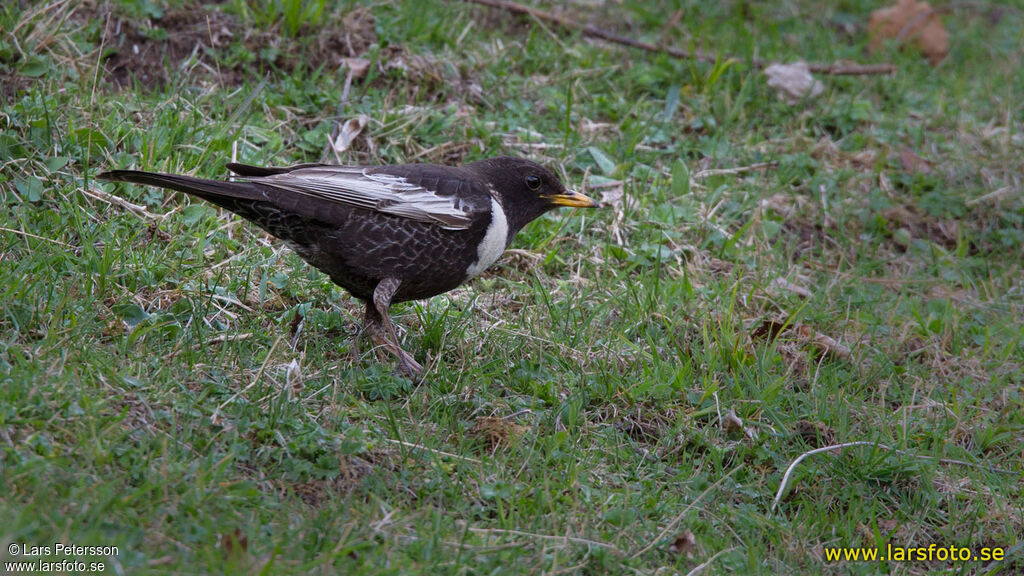 Ring Ouzel