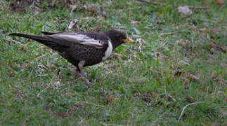 Ring Ouzel