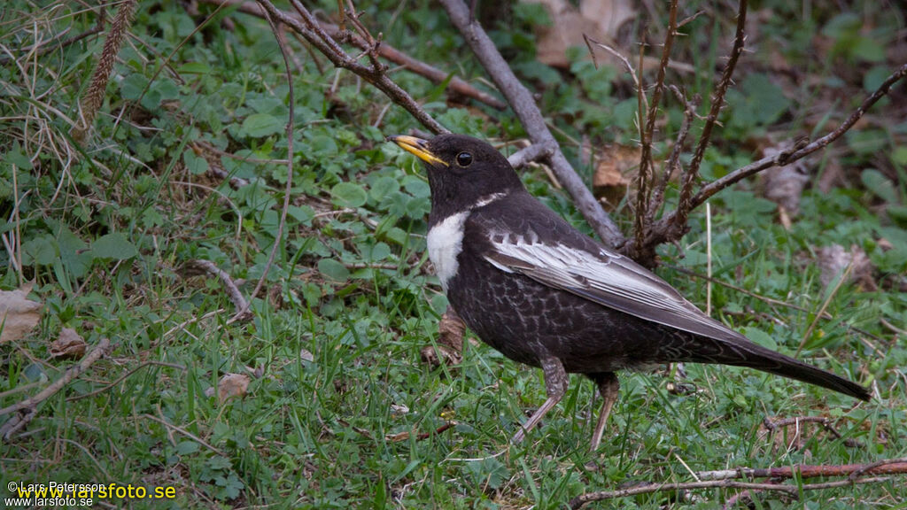 Ring Ouzel