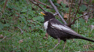 Ring Ouzel