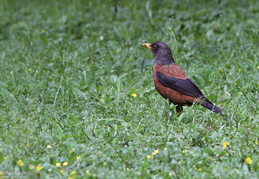 Chestnut Thrush