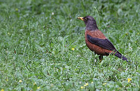 Chestnut Thrush