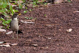 Creamy-bellied Thrush