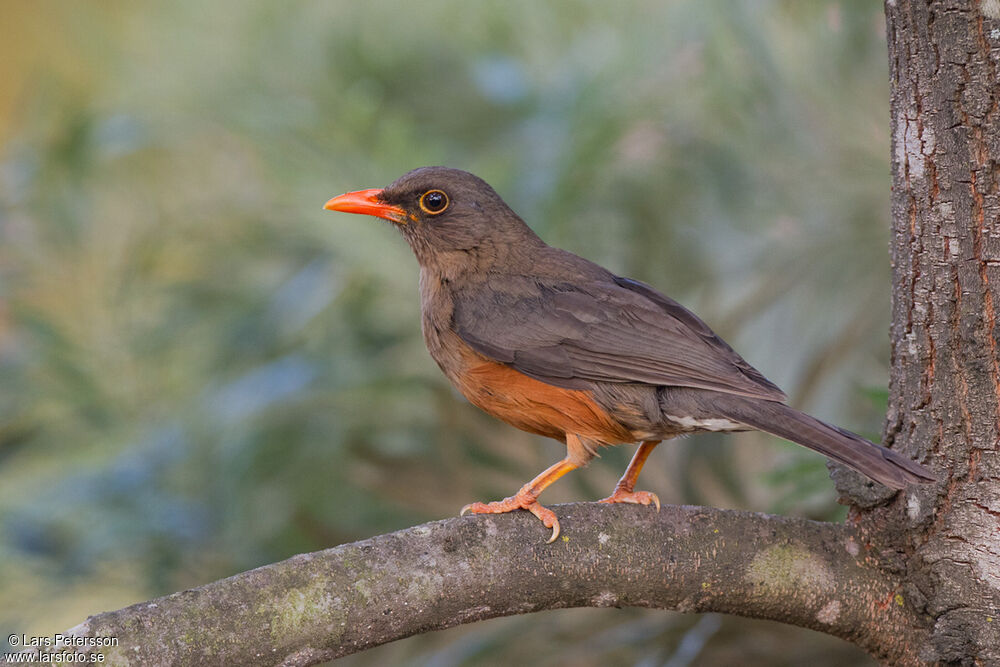 Abyssinian Thrush