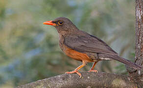 Abyssinian Thrush