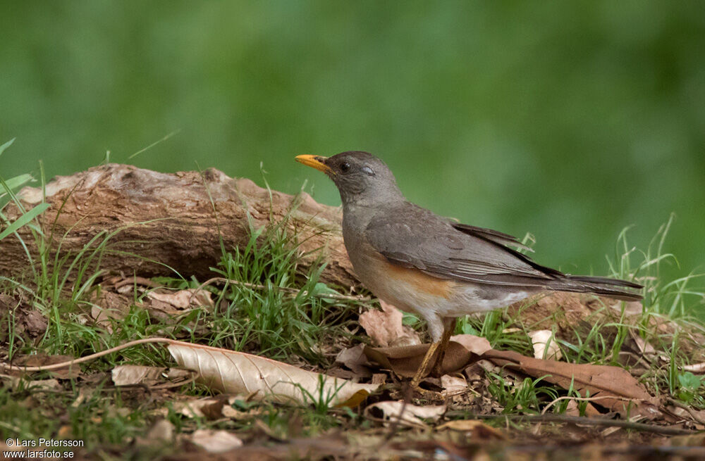 African Thrush