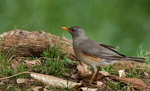 African Thrush