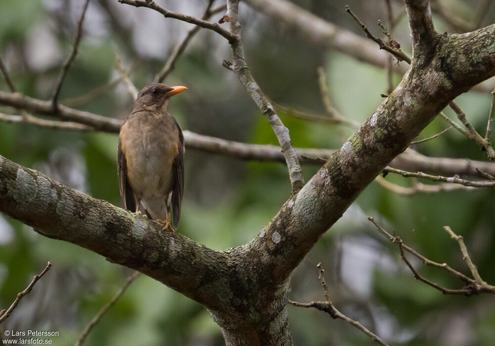 African Thrush