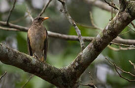 African Thrush