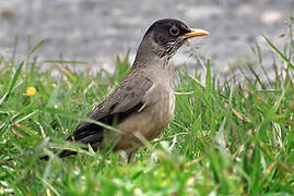 Austral Thrush