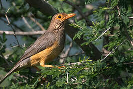 Bare-eyed Thrush