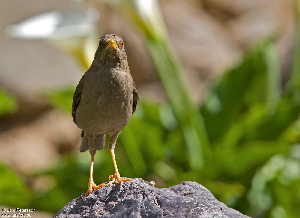 Chiguanco Thrush