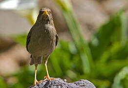 Chiguanco Thrush