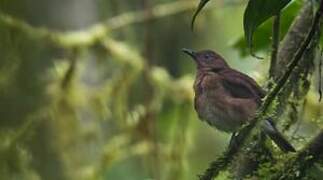 Pale-vented Thrush