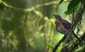 Pale-vented Thrush