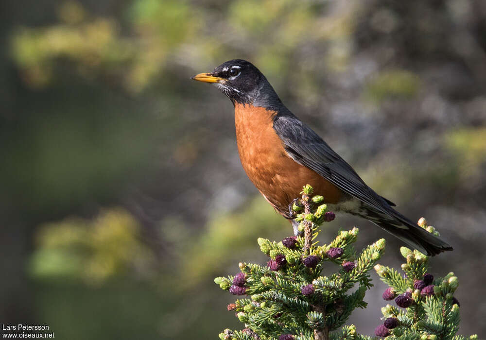 American Robin male adult, habitat, Behaviour