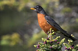 American Robin