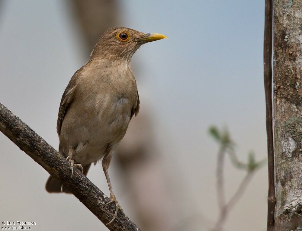 Ecuadorian Thrush