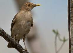 Ecuadorian Thrush