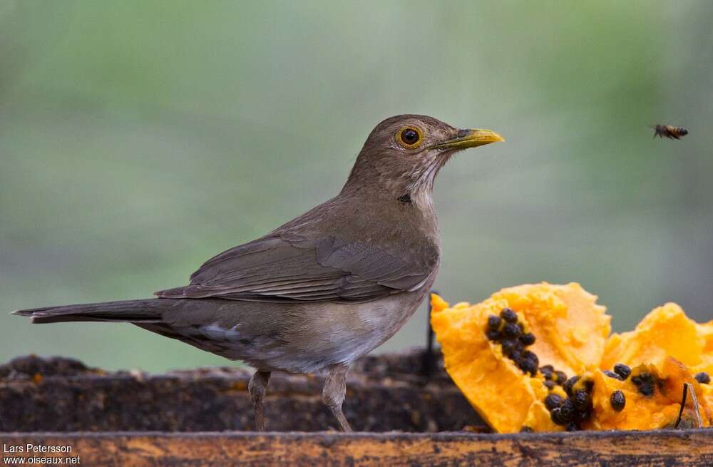 Ecuadorian Thrushadult, identification