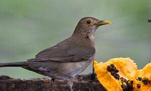 Ecuadorian Thrush