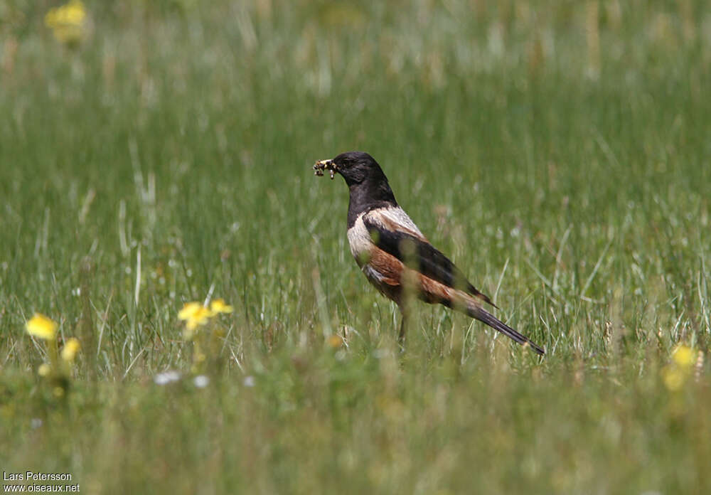 Kessler's Thrush male adult breeding, identification