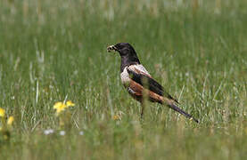 White-backed Thrush