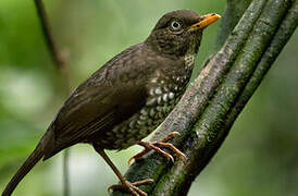 Principe Thrush