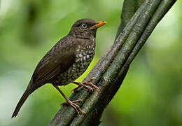 Principe Thrush