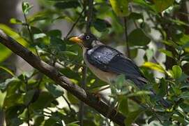 Plumbeous-backed Thrush