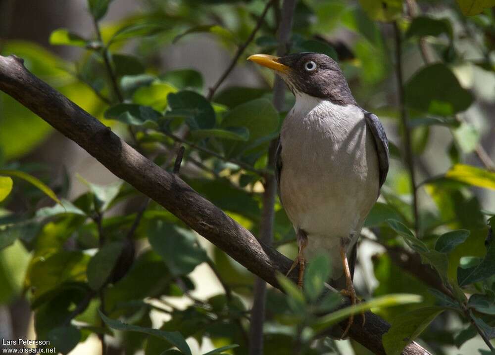 Plumbeous-backed Thrushadult