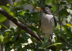 Plumbeous-backed Thrush