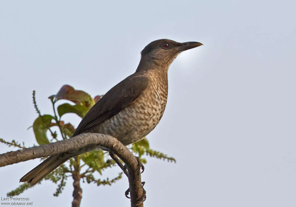 Sao Tome Thrushadult, identification