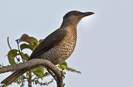 Sao Tome Thrush