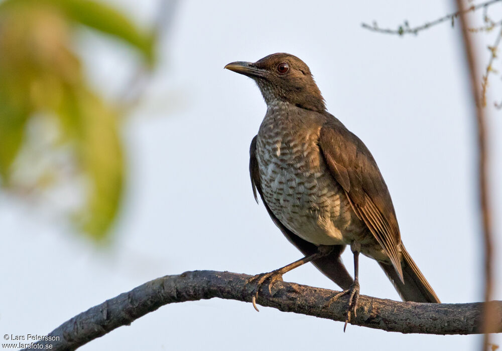 Sao Tome Thrush