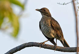 Sao Tome Thrush