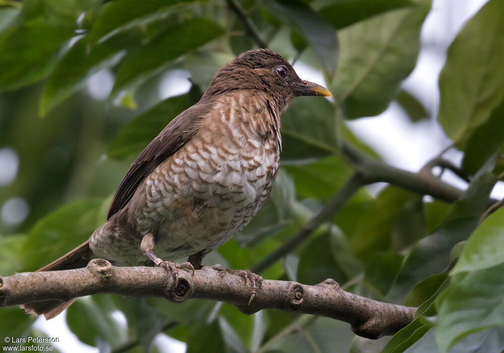 Sao Tome Thrush