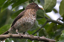 Sao Tome Thrush